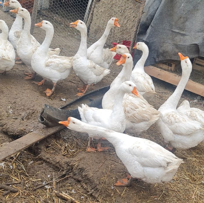 Gâște și gânsaci de țară