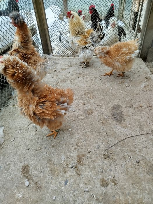 Vând găini frizate