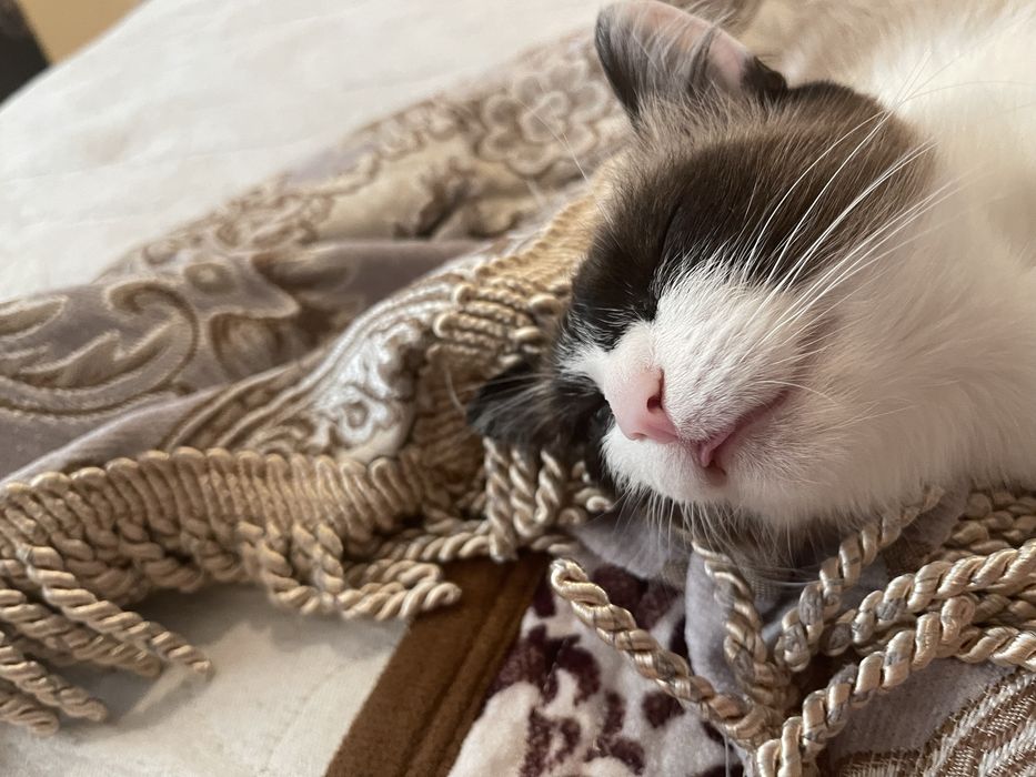 Ласковая кошка