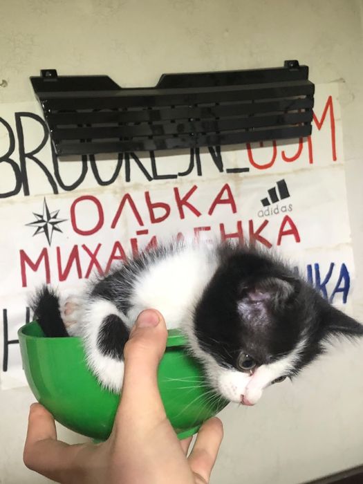 Срочно отдам котёнка девочку три месяца