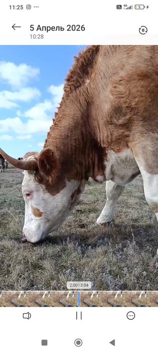 Продам племенных тёлок