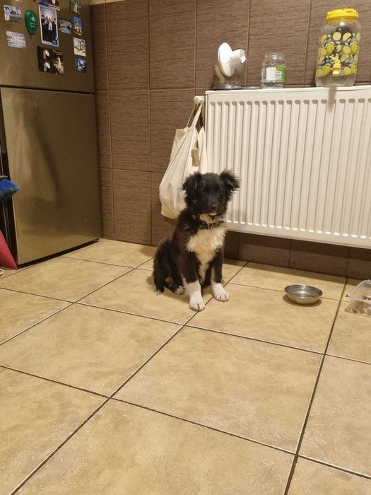 Donare cățelușa metis Border Collie, 4 luni – Caută familie iubitoare