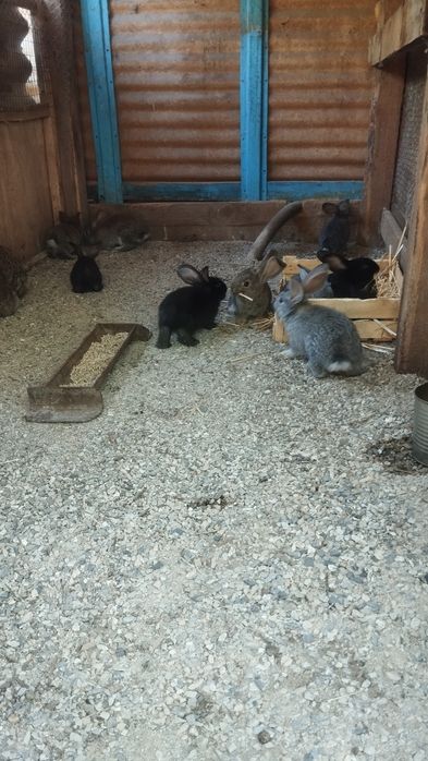 Продаются крольчата