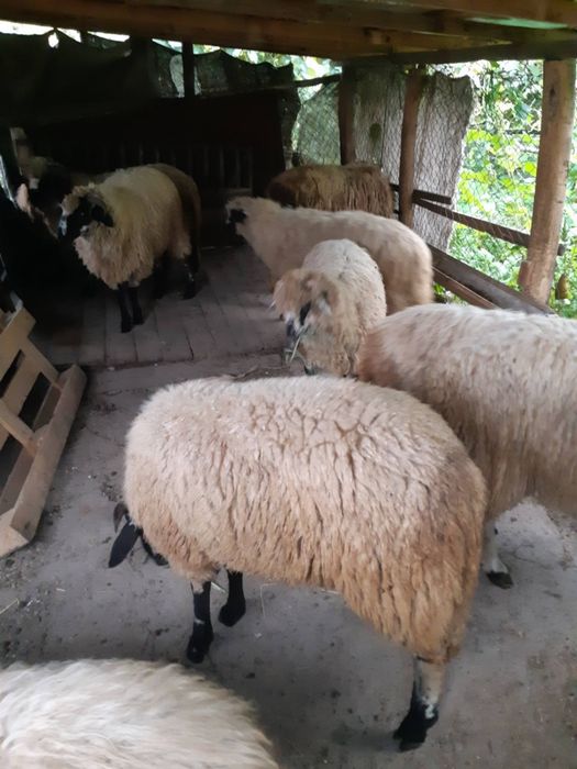Miei de vânzare.