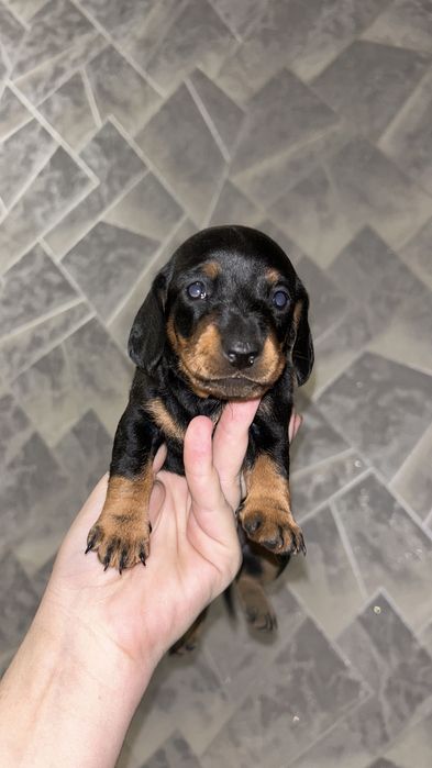 Продам щенков таксы