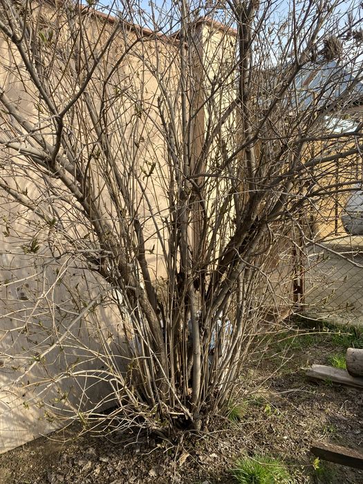 Сирень көшеттері