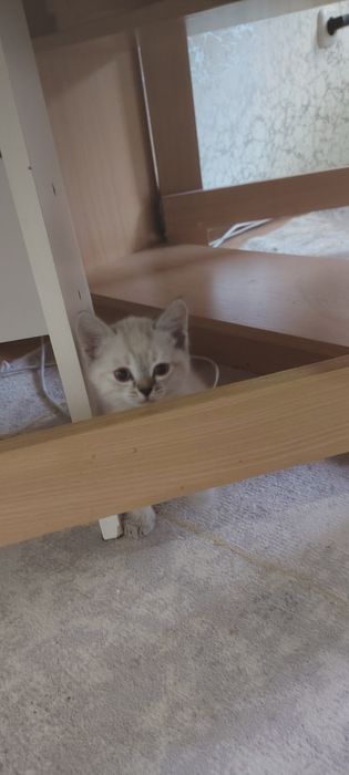 Отдам котят,  2 шт