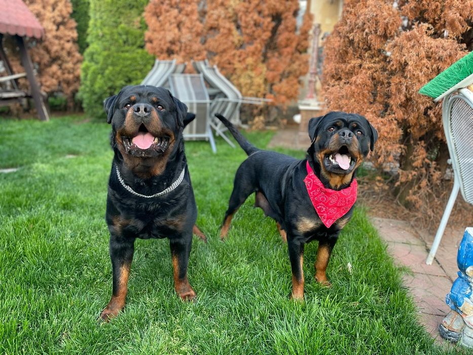 Pui Rottweiler cu pedigree