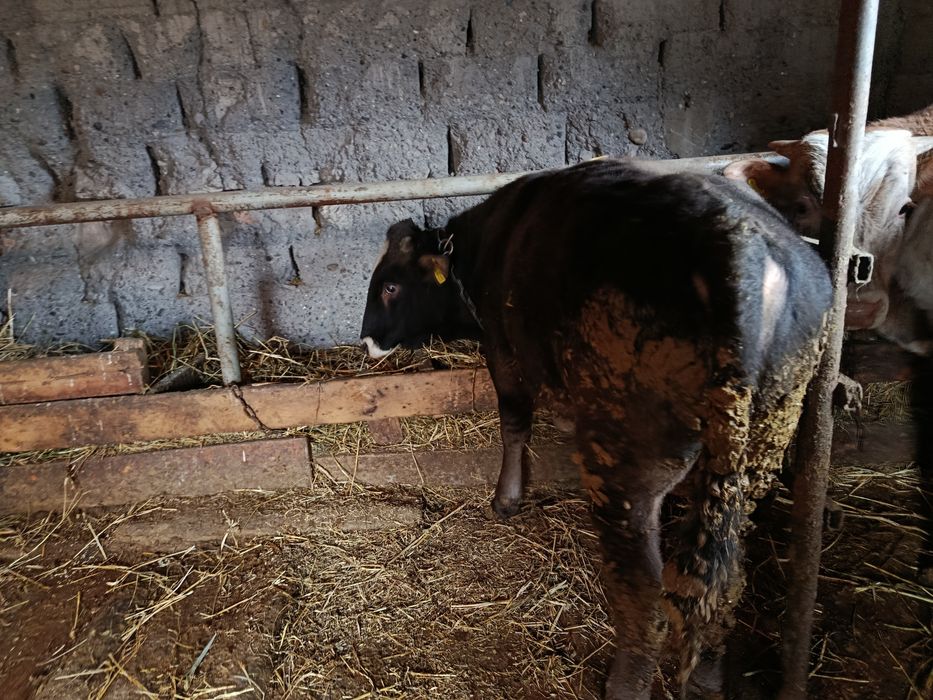 Продам бычка 450000