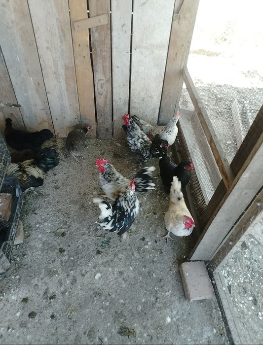 Vând cocoși americani.
