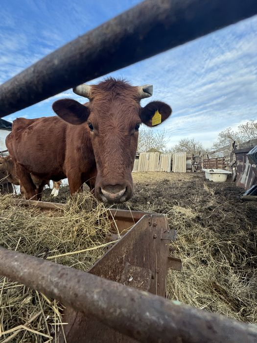 Продам корову с теленком