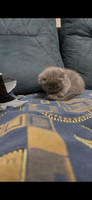Фолд котенок 1 мес мальчик лиловый