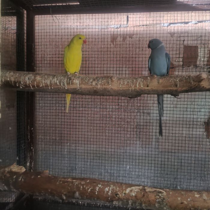 Micul Alexander maturi