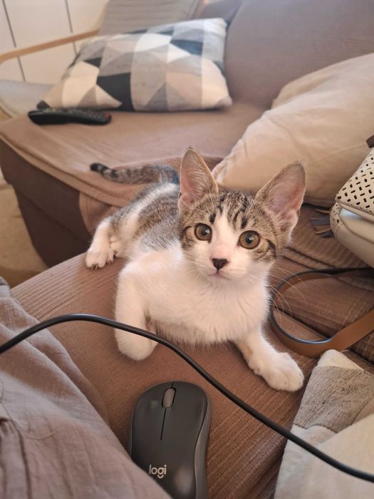 Подарявам котенца