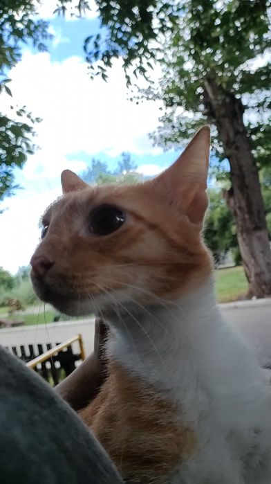 Кот, молодой, кастрирован