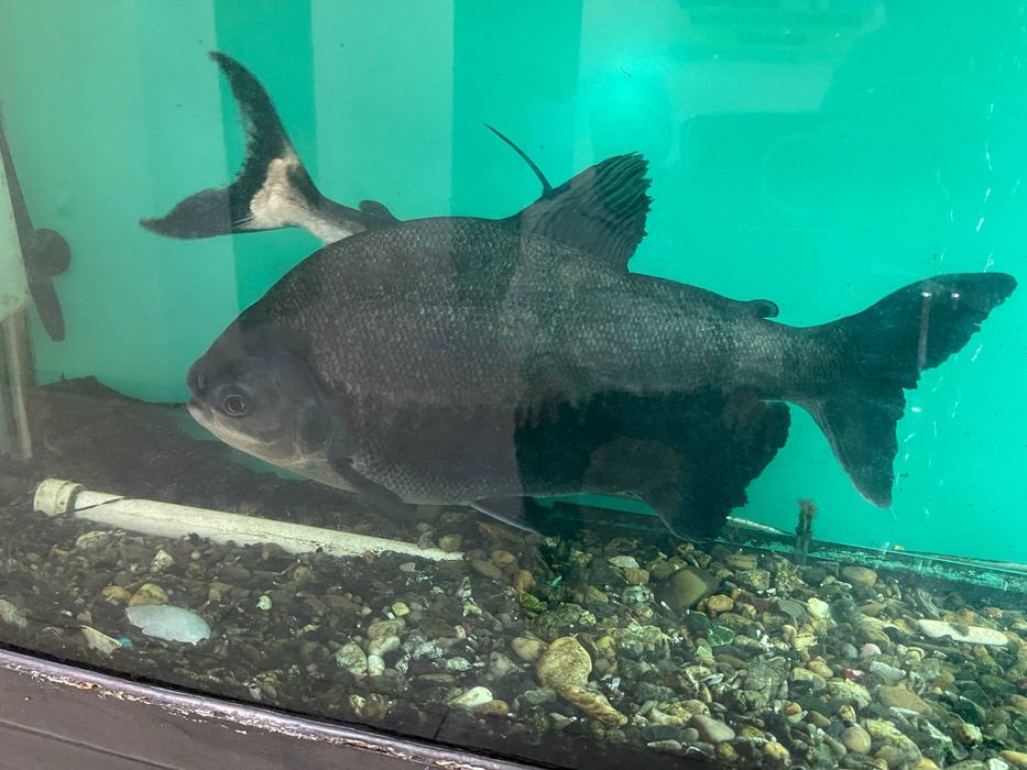 Аквариум учун балик