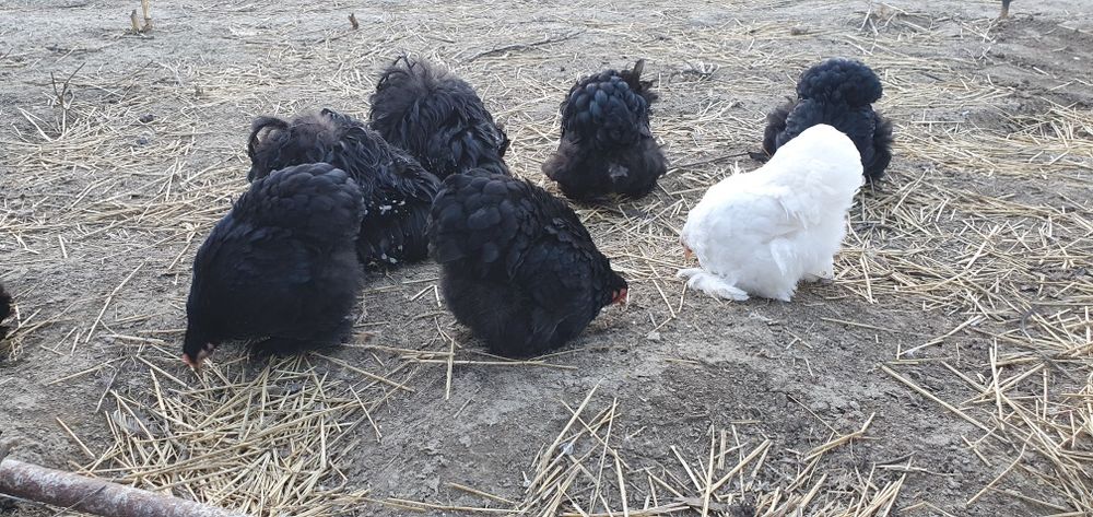 Perechi Cochinchina pitic, oua incubat Australorp
