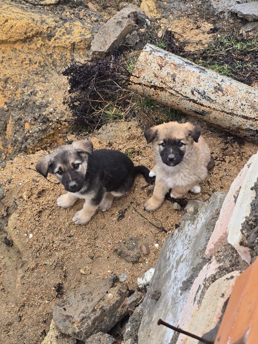 Щенки в хорошие руки