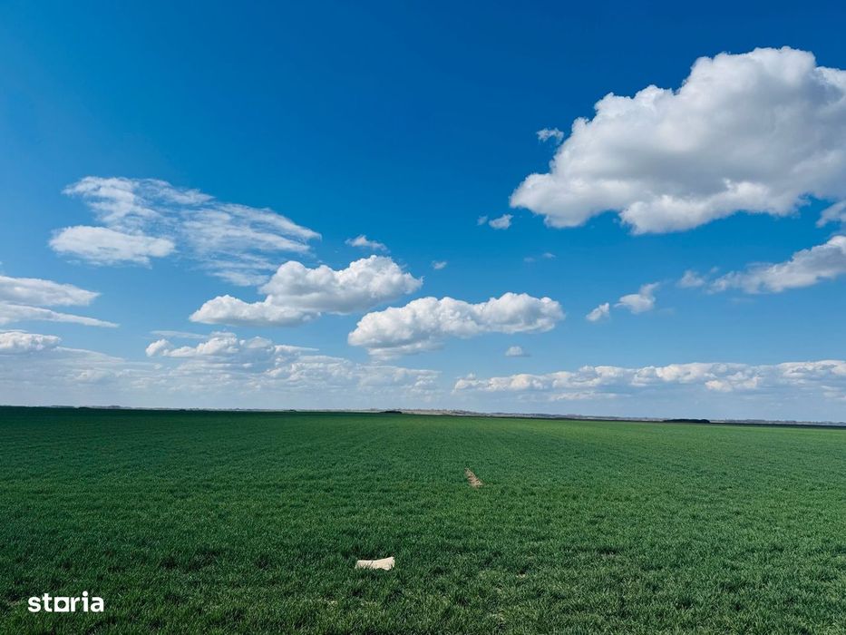 Teren extravilan 17700mp Biharia