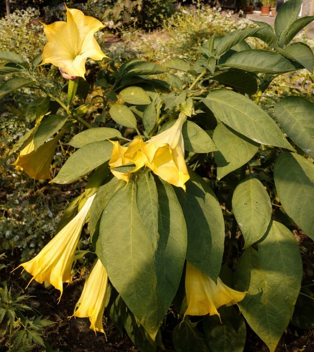 Бругмансия желтая