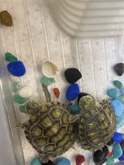 Черепахи красноухие водяные