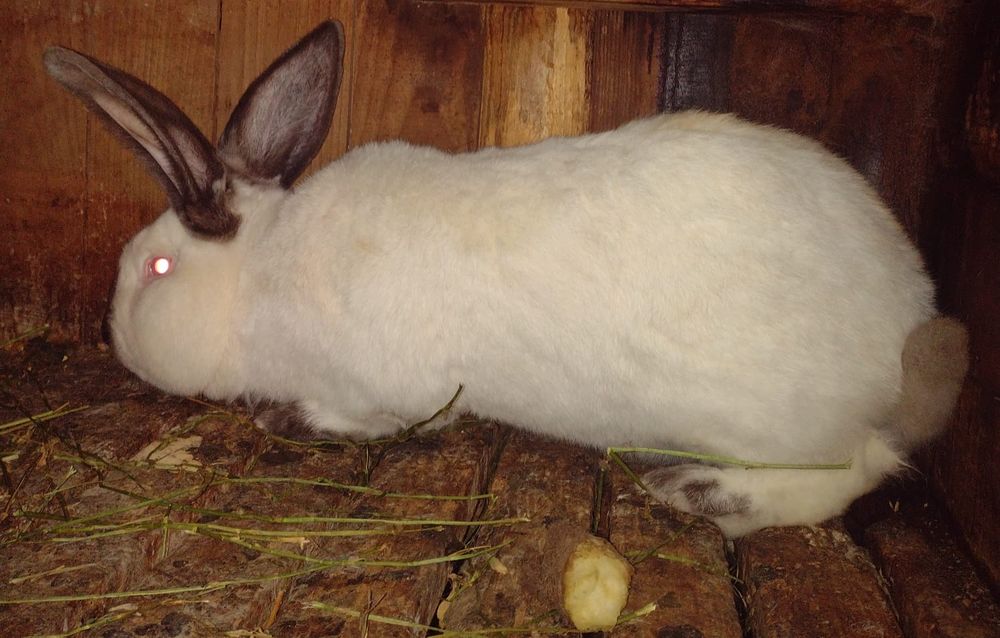 Iepure de rasă Uriaș de Transilvania și alb de Debretin