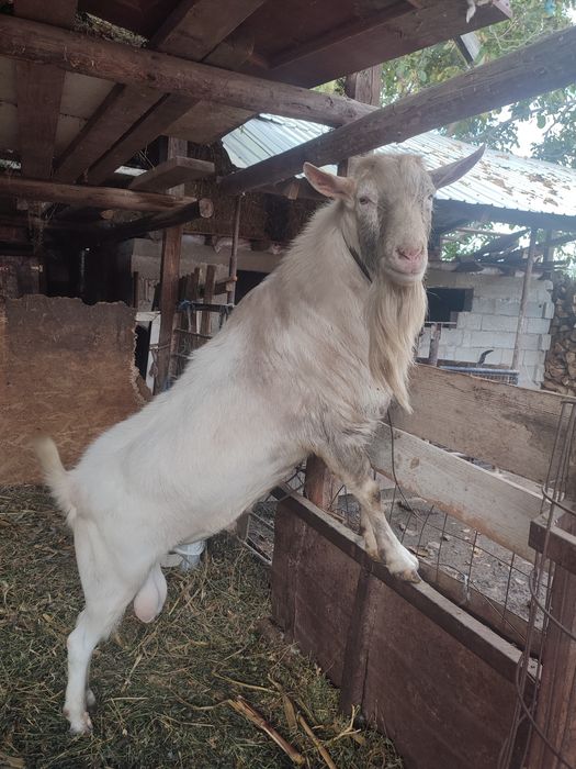 Vând țap din rasa sannen