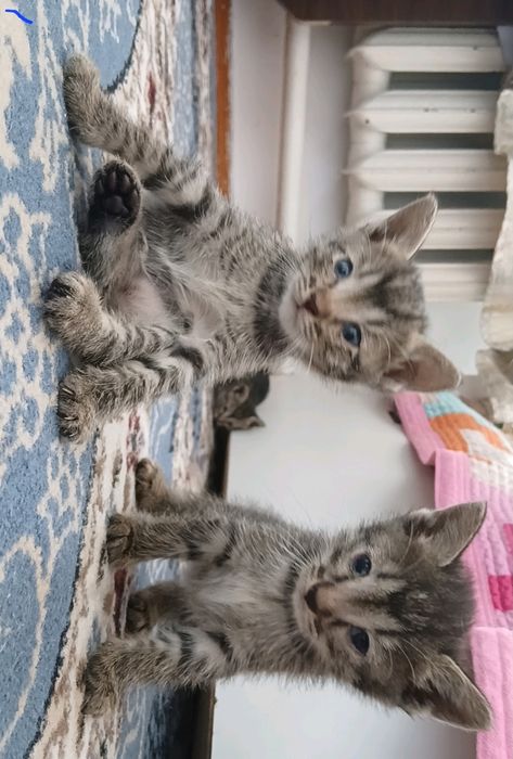 Котята 2 месяца девочки