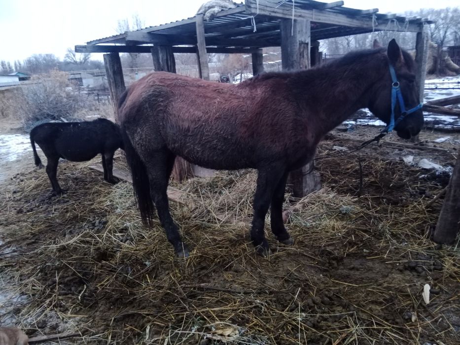 Кабыла  3,5 года