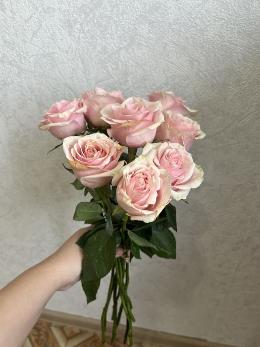 Цветы Роза свежие