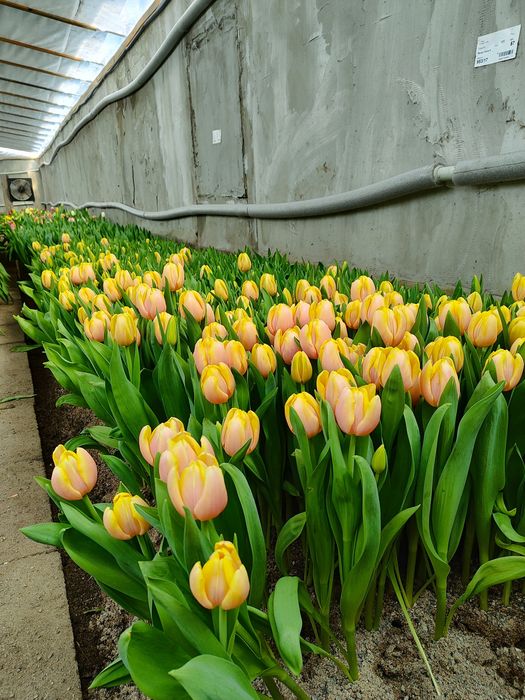 Предзаказ на тюльпаны к 8 марта