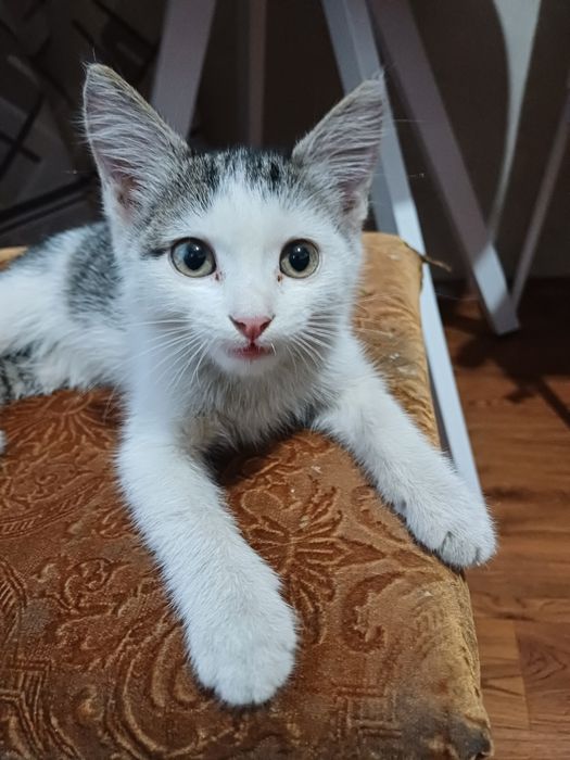 Котёнок мальчик около 3 месяцев