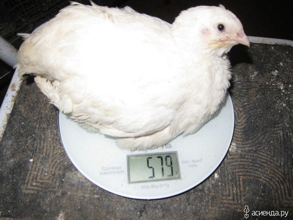 Перепелка белий гигант gigant oq bedanalar bor