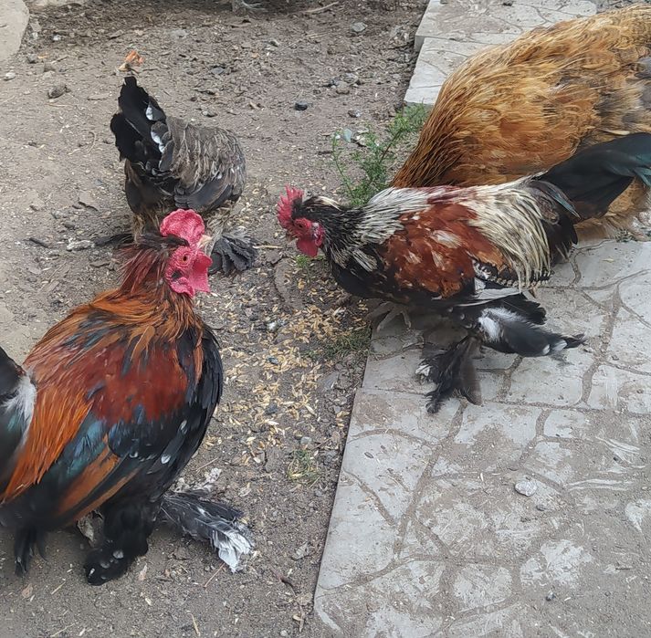 Карликовый петушок, "Бентамка"