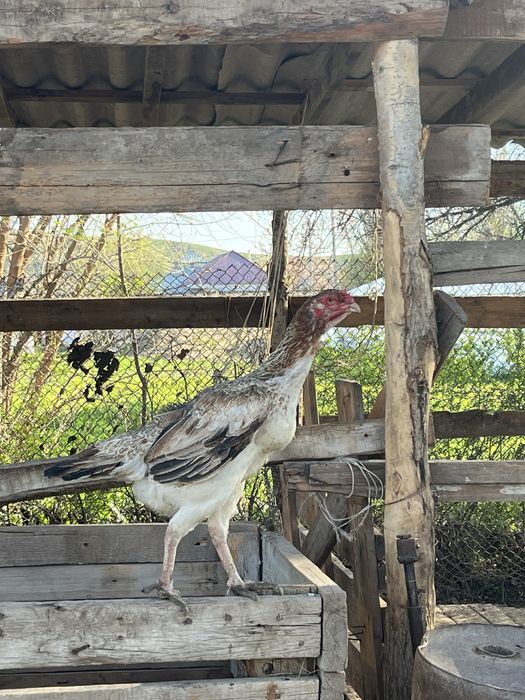 дакан мекен тулячка