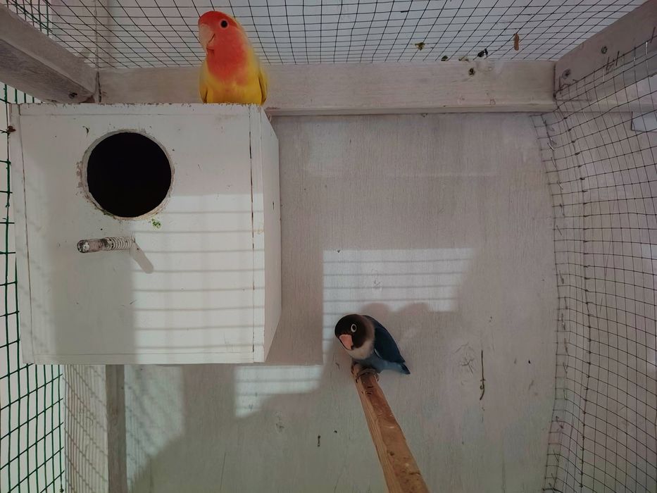 Nerazlushkalar. Неразлучники