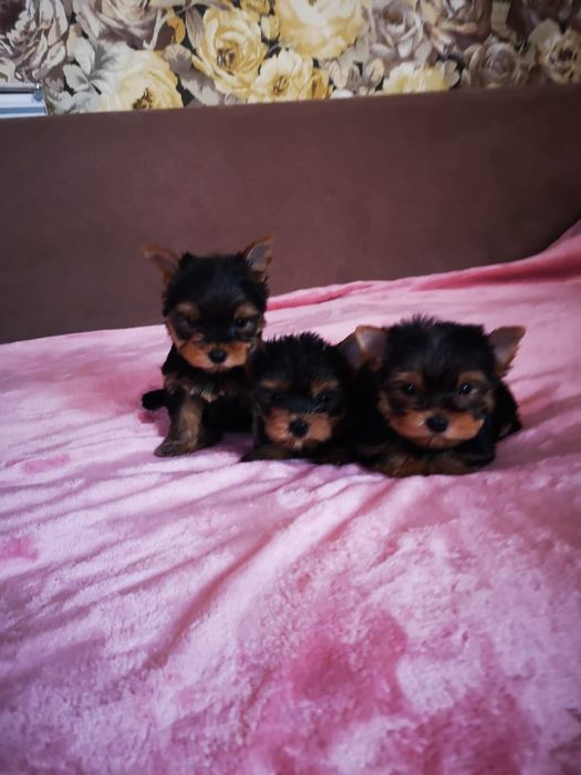 Продам мини щенков йоркширского терьера