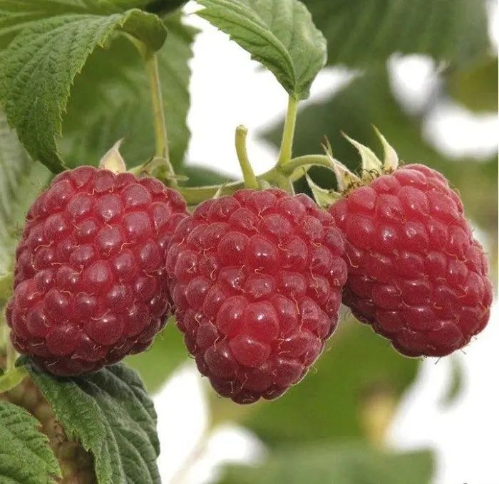 Продам саженцы малины