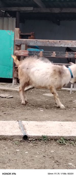 Козёл сатылады теке