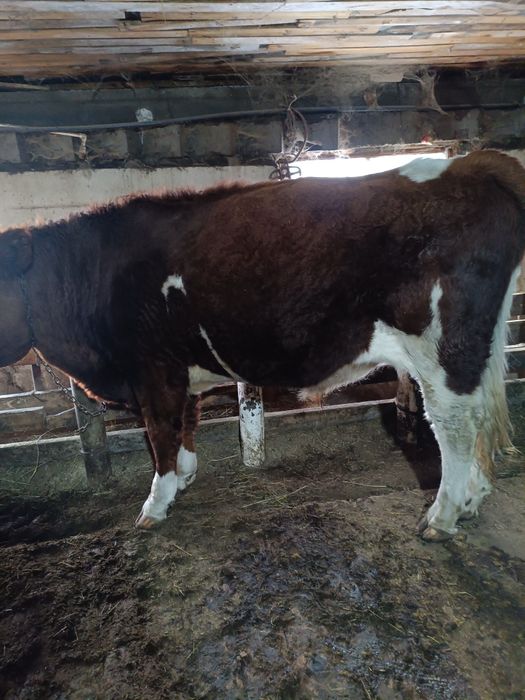 Симментал бык на племя