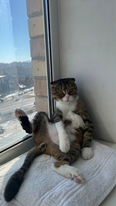 Отдаём кошку бесплатно