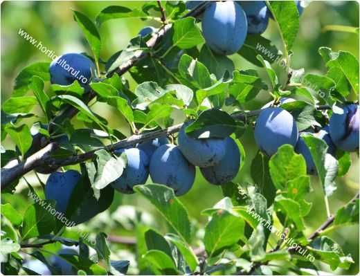 Prune negre pentru tuica/ palinca, ieftin, Berchezoaia