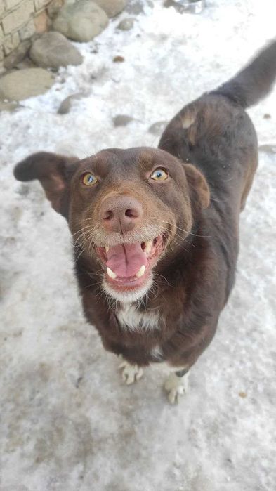 Собака Шоколадка в добрые руки