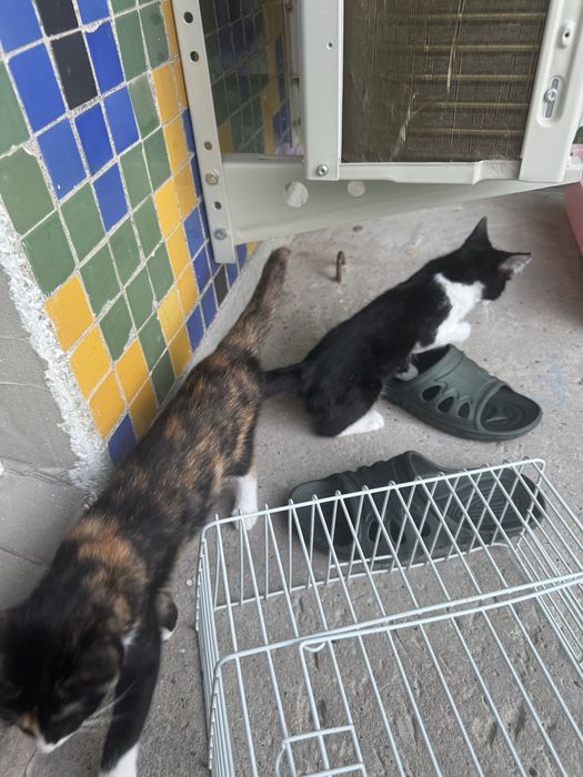 Отдам котят бесплатно