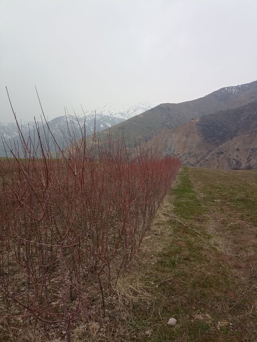 Мевали дарахтлар кучатлари