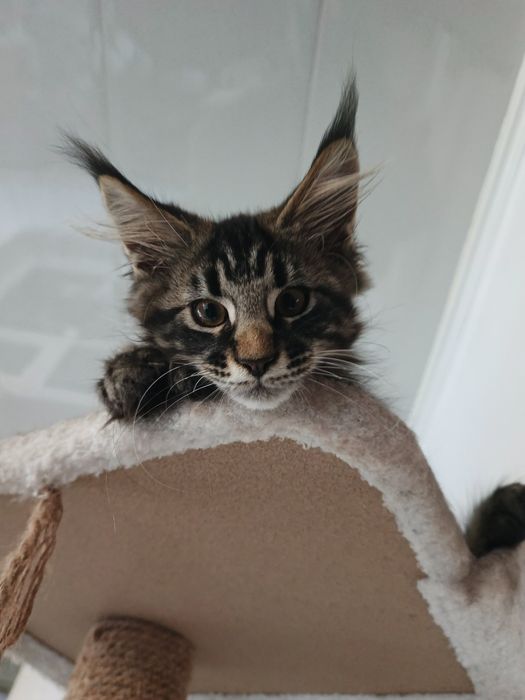 Котята Мейн кун мальчик и девочка