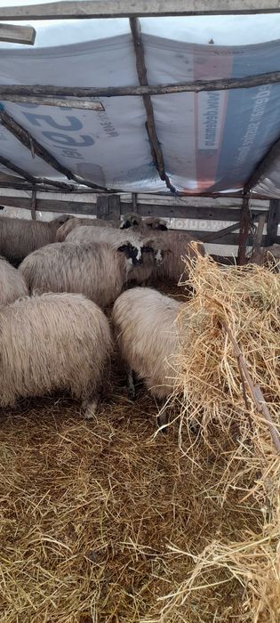Oi de vanzare!!!