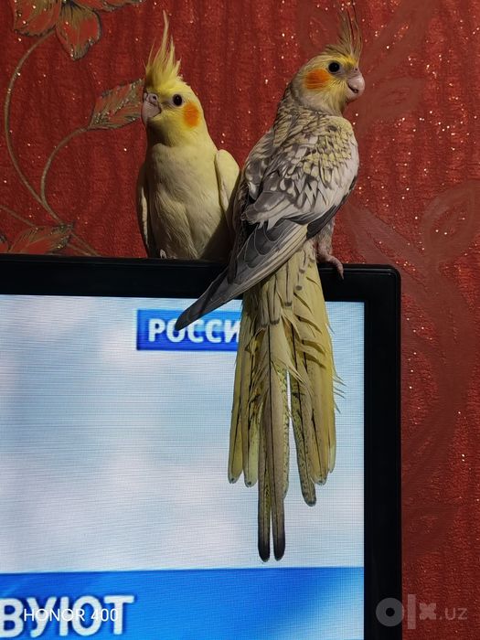 Продам попугаев Карелла