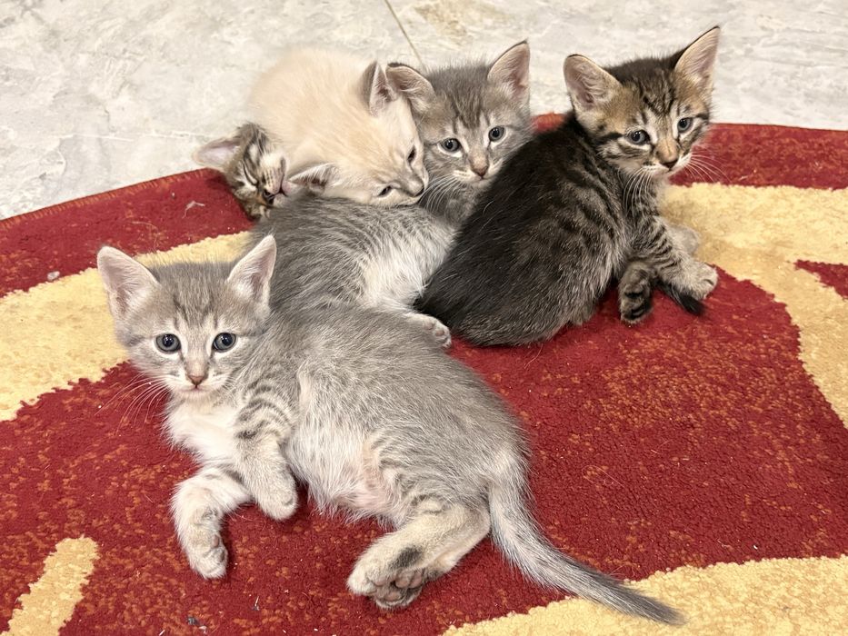 Котята . 1 месяц К латку приучены, кушают играются. Чистые. Мальчики..