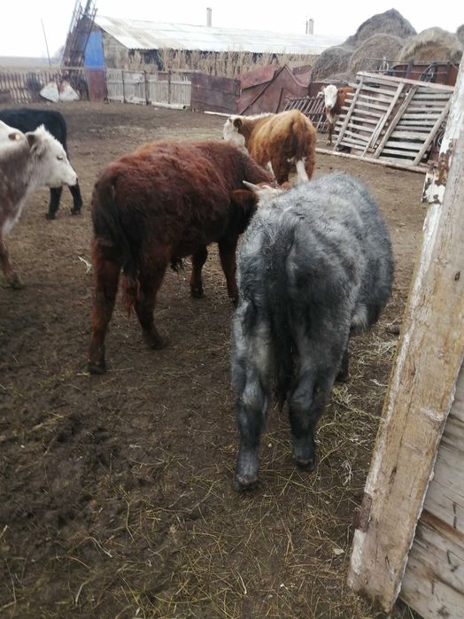 продам телят подсосных